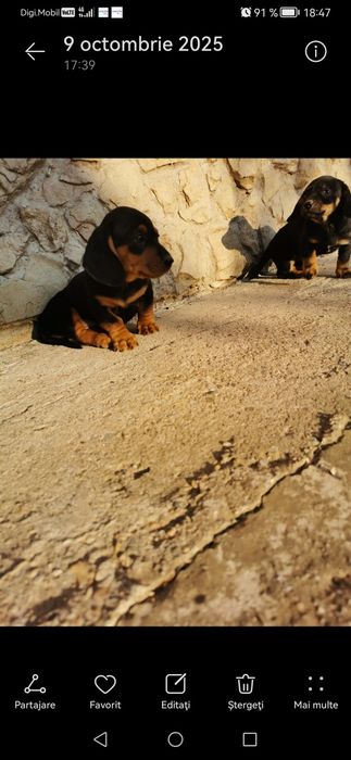 Căței Tekel caută casă și familie iubitoare