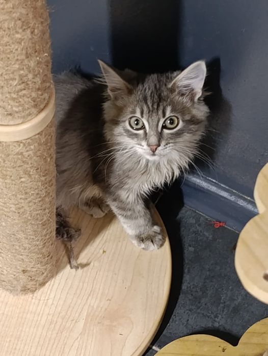 Отдам в хорошие руки