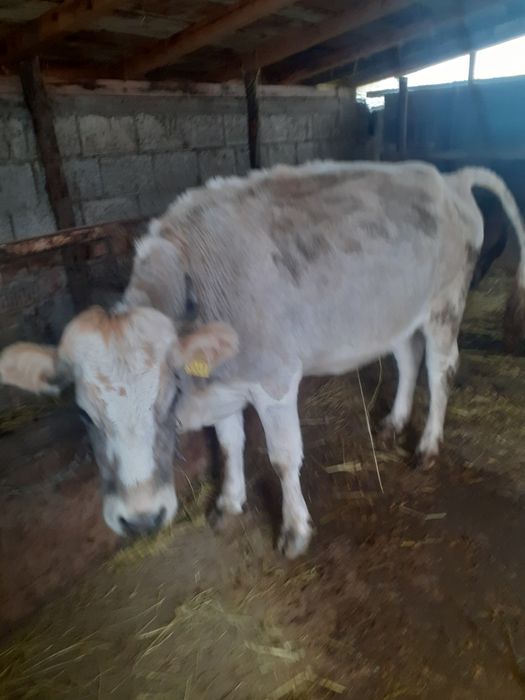 Vacă de vânzare rasă brună