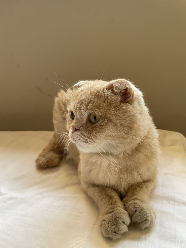 Mushuk Scottish Fold Sotiladi