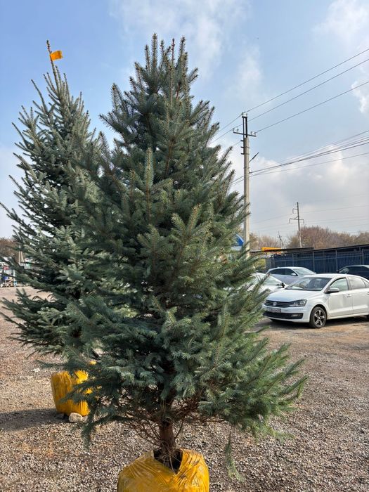 Голубая ель высота 3-4м  новогодняя ёлка голубая доставка и посадка