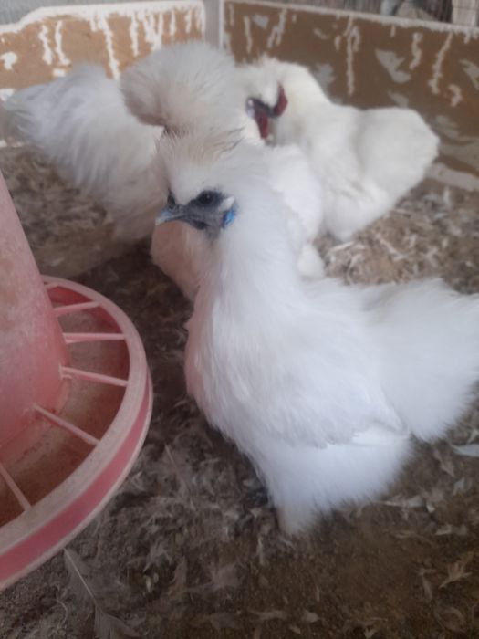 Шолк, Мрамор, Белый Золота ва шу расмдаги товукларни тухумлари бор