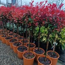 Photinia la Ghiveci Globulara