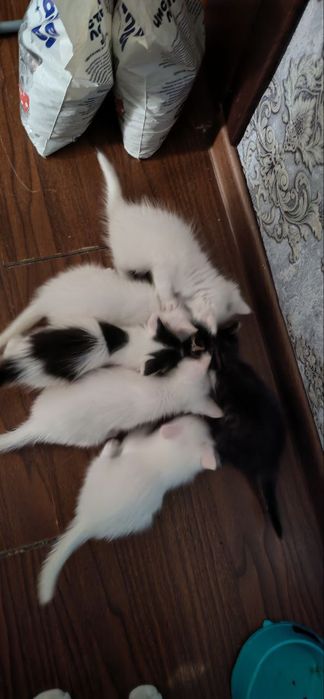 Котята бесплатно   турецкий ангора