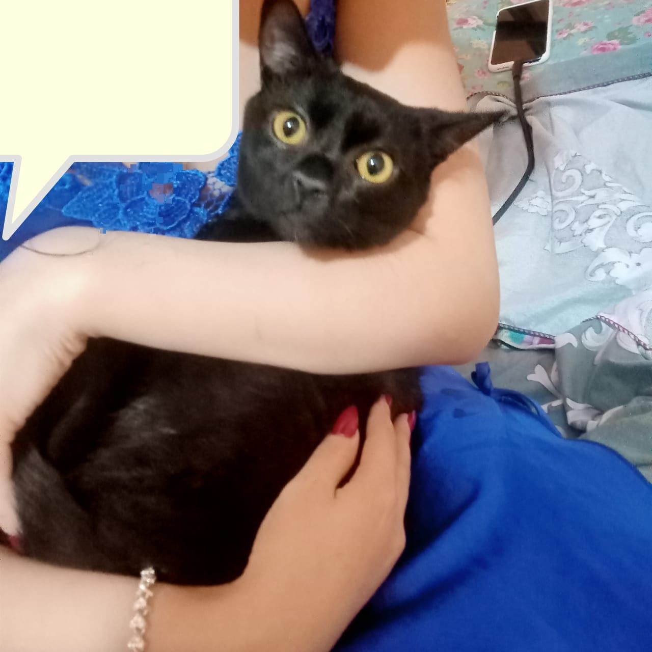 Черный кот домашний