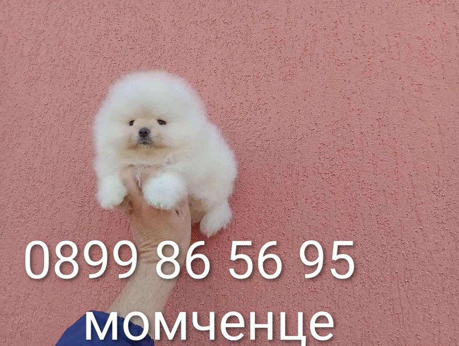 Мъжки Померани! Реални снимки!
Мъжки Померани. Реални снимки!!!