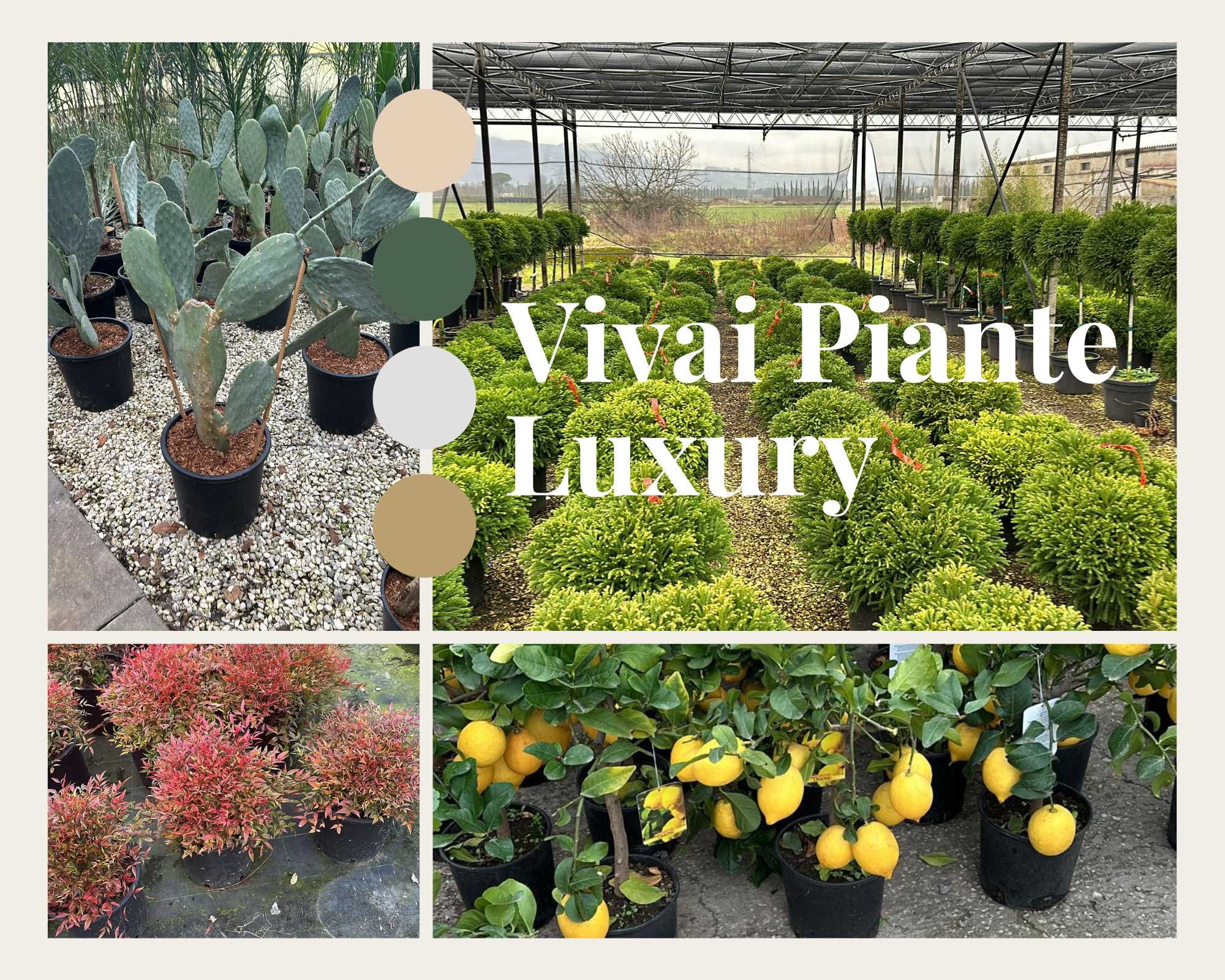 Vivai Piante Luxury: Plante noi si servicii personalizate