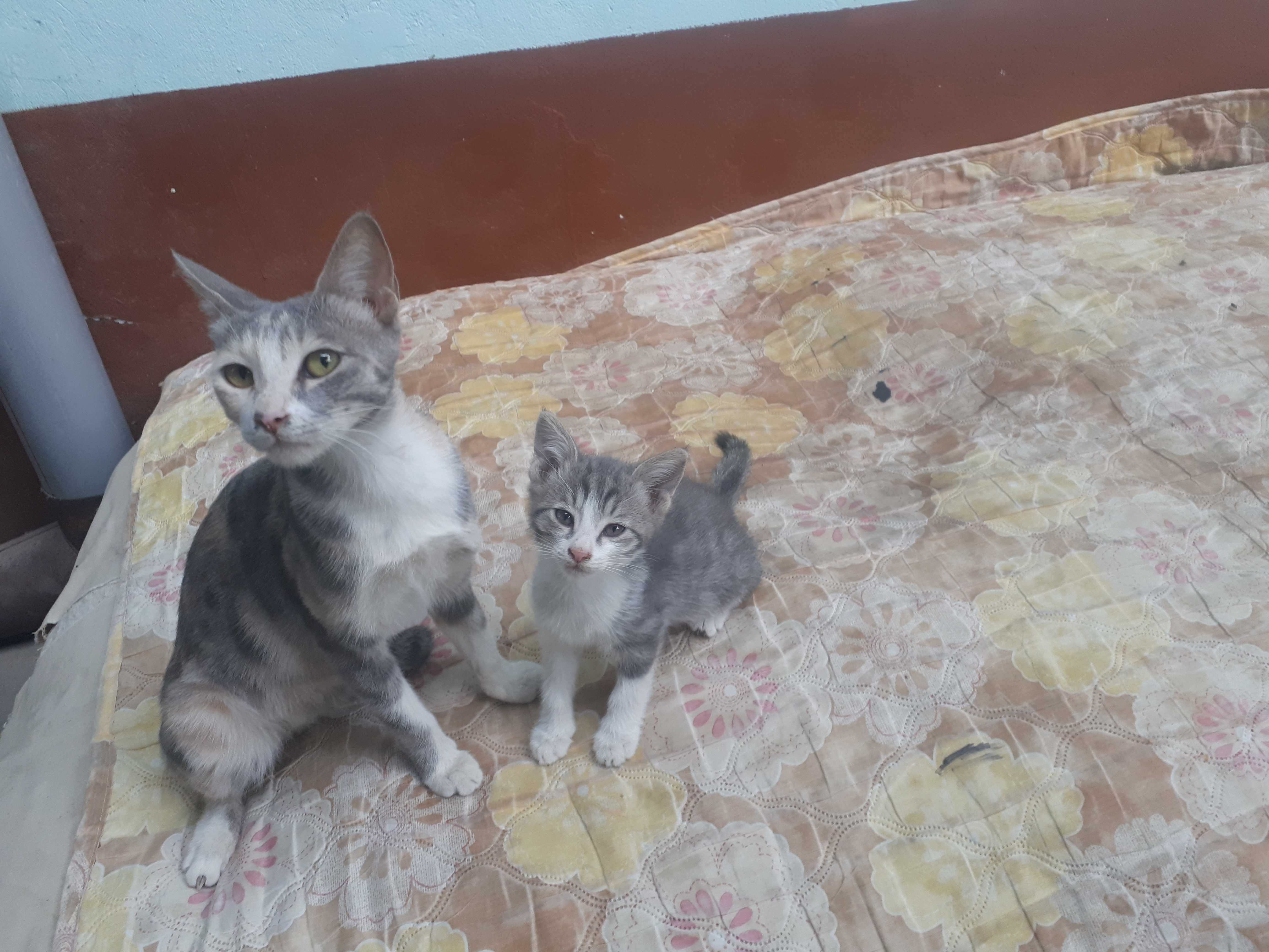 Koshka s detmi otdam