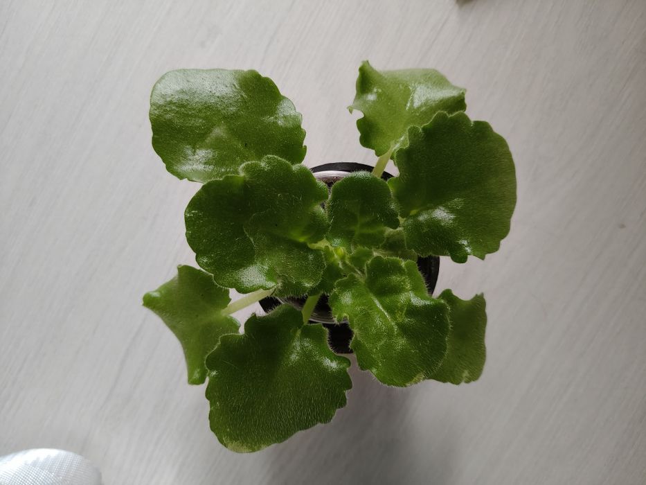 В продаже фиалки .