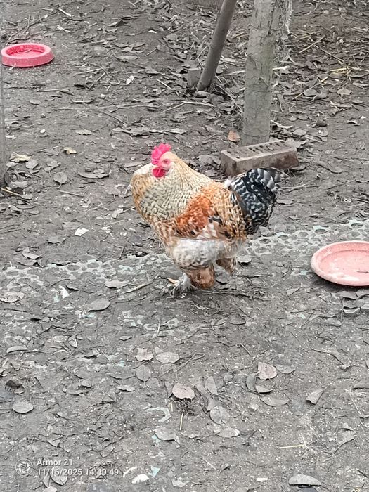 Cocosi luna Aprilie diferite rase si dimensiuni