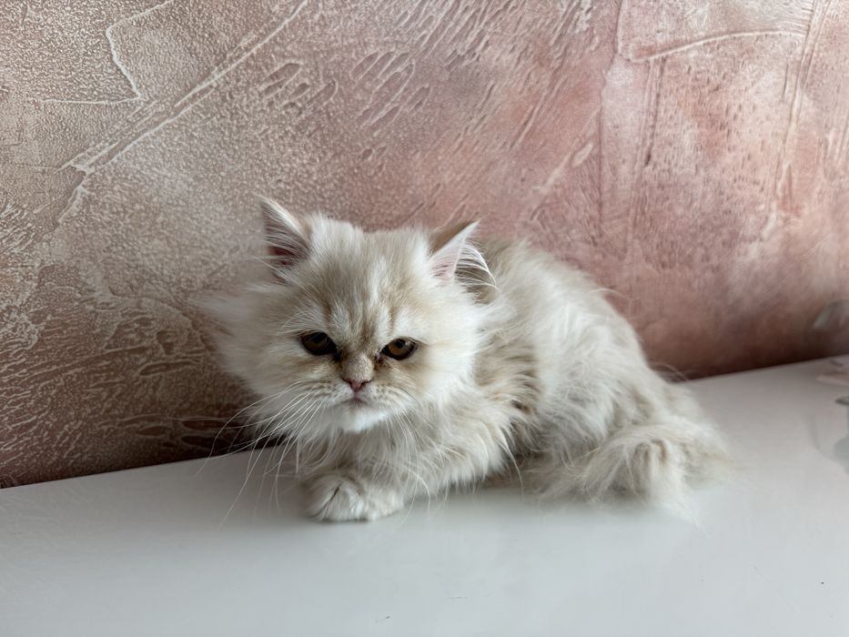 Елитно персийско коте