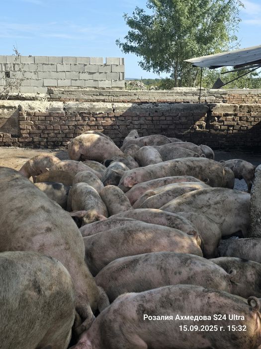 Продавам прасенца и прасета