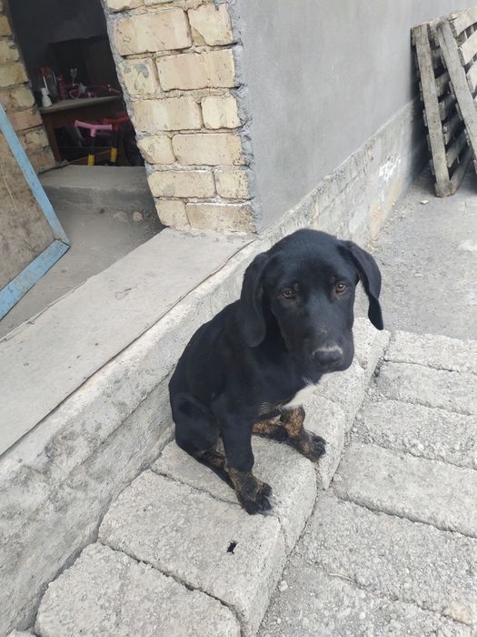 Qozoqi kuchuk.казашка собакa