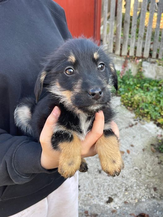 Căței pentru adopție