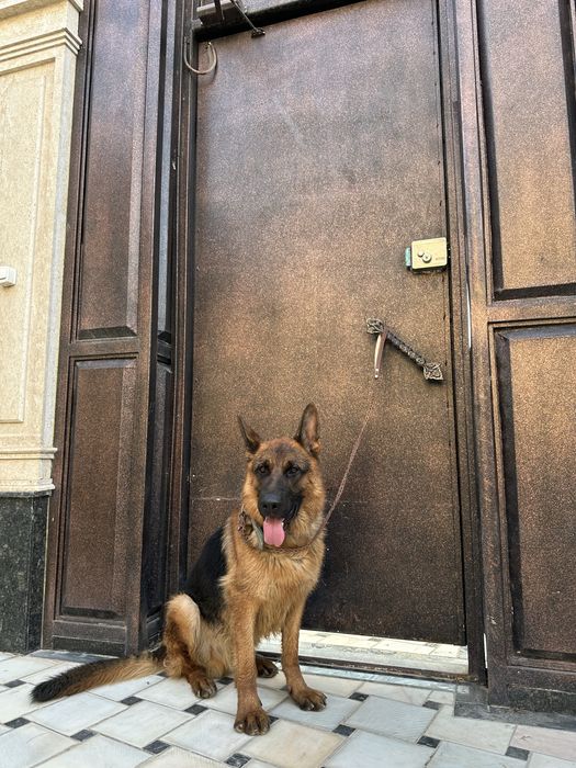 Немецкая овчарка для разведении.Цена договорная.