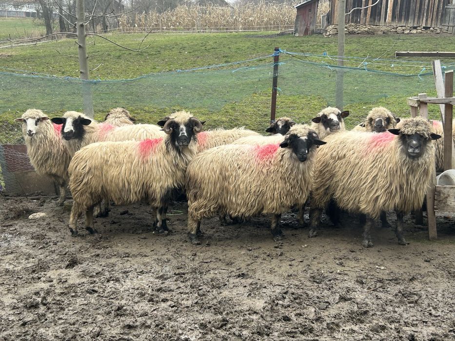 Oi turcane tinere se vand impreuna,ofer transport