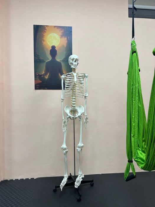 Продается скелет