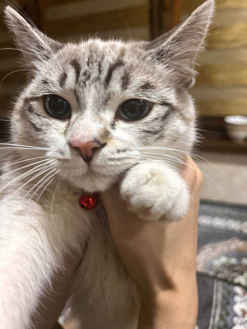 Отдаю кошку в добрые руки