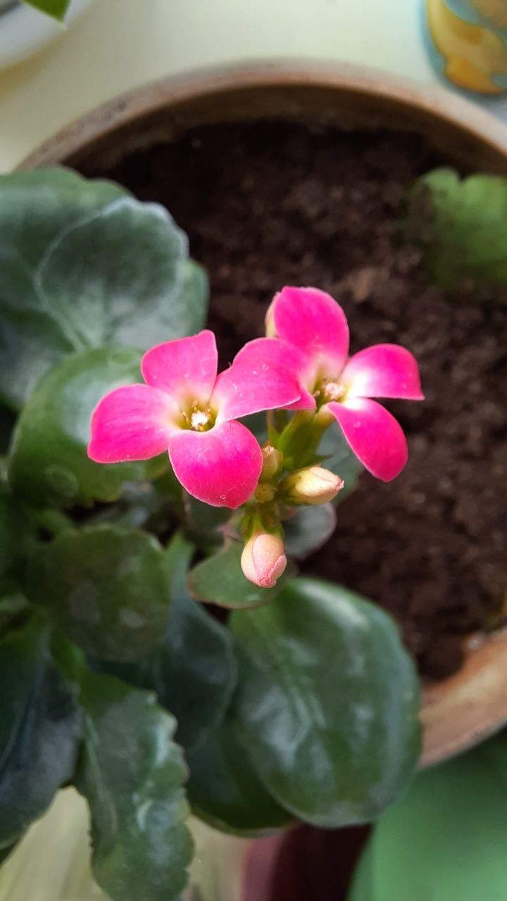 Коланхоэ, цветок для дома