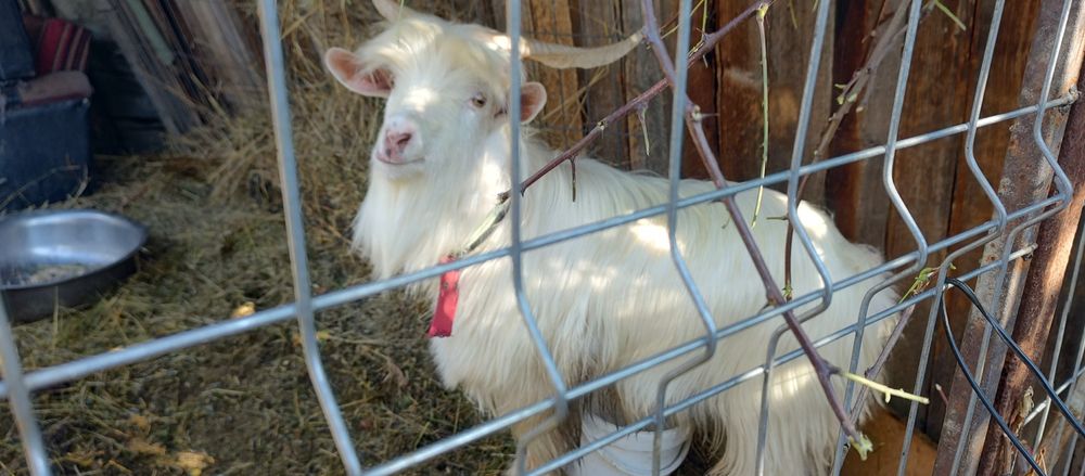 Țap de vânzare bun