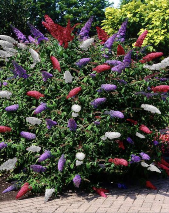 Liliac de vara in 3 culori