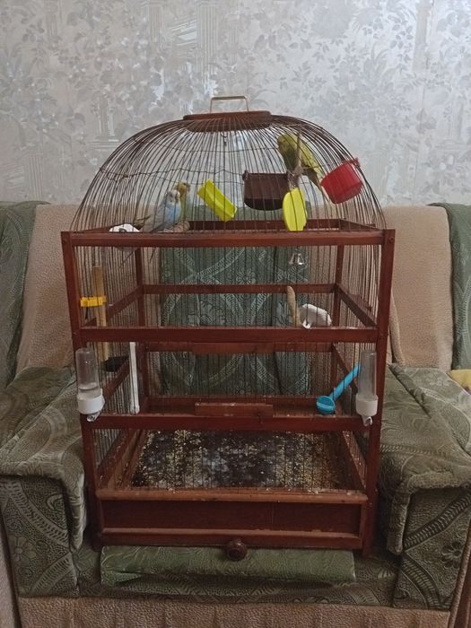 Продам попугаев хороший волнистий