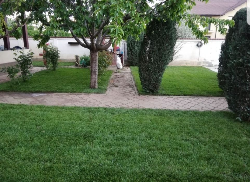 Gazon rulou sport/ tuia Smaragd/ asiguram transport și montaj