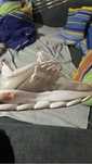 versace chain reaction