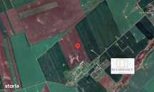 Calacea - Ortisoara Teren 20 Hectare - Parc Fotovoltaic - 2 Puncte LEA