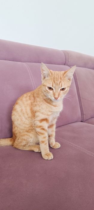Котенок ему 6 месецов