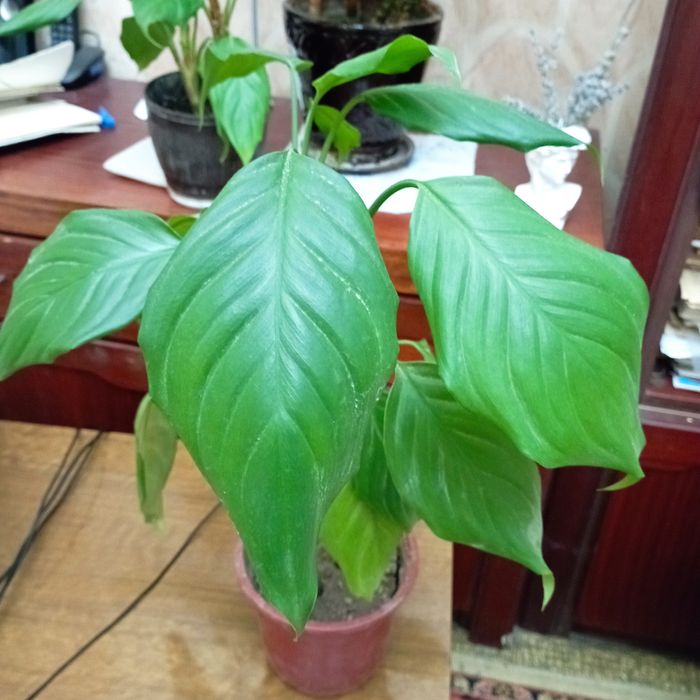 Продам цветы Аглаонема,