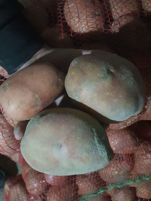 Vând cartofi consum