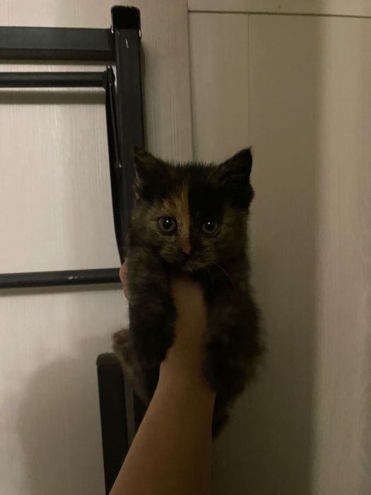 Котенок девочка в добрые руки