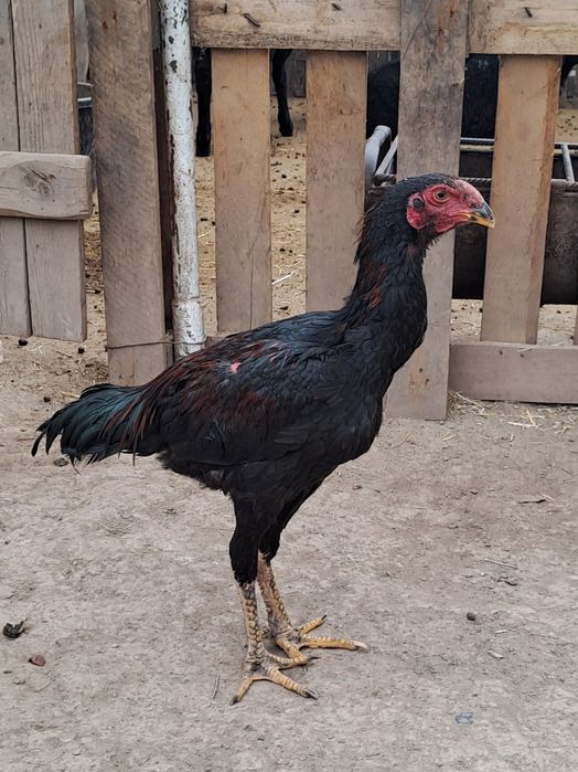 Бойцовский петух