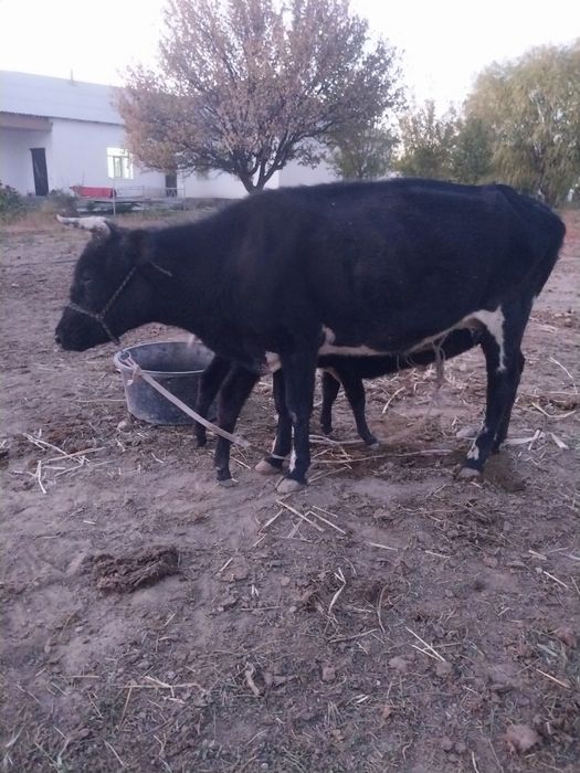 2 туган сиыр сатылды