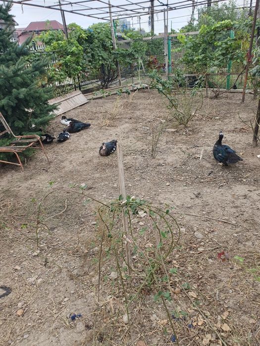 Rate tinere eclozate din primavara