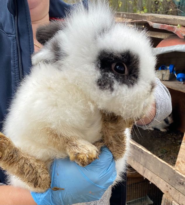 Vând iepurași de talie mica