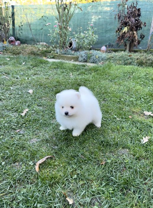 Померан мини момче със втора ваксина.Померанче