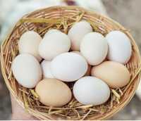 Продам Домашние яйца ( домашнее яйцо )