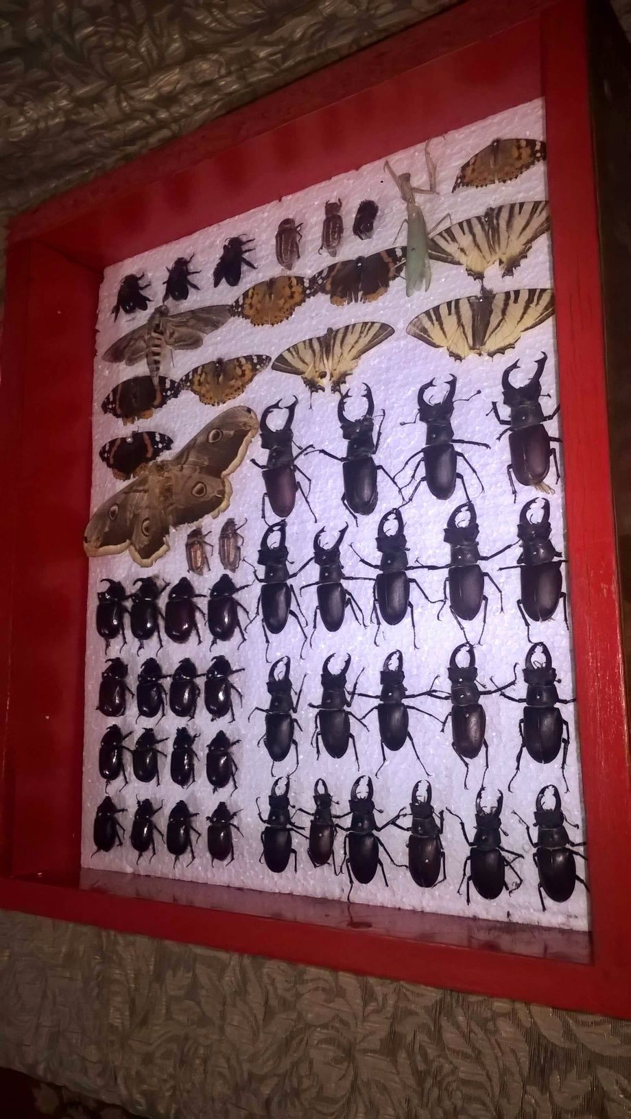 Insectare de colectie cu fluturi reali