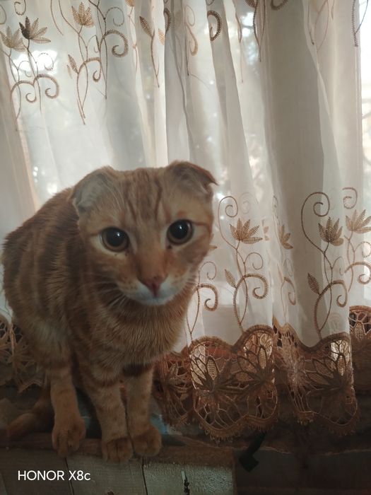 Продаётся вислоухий кот 6 месяцев