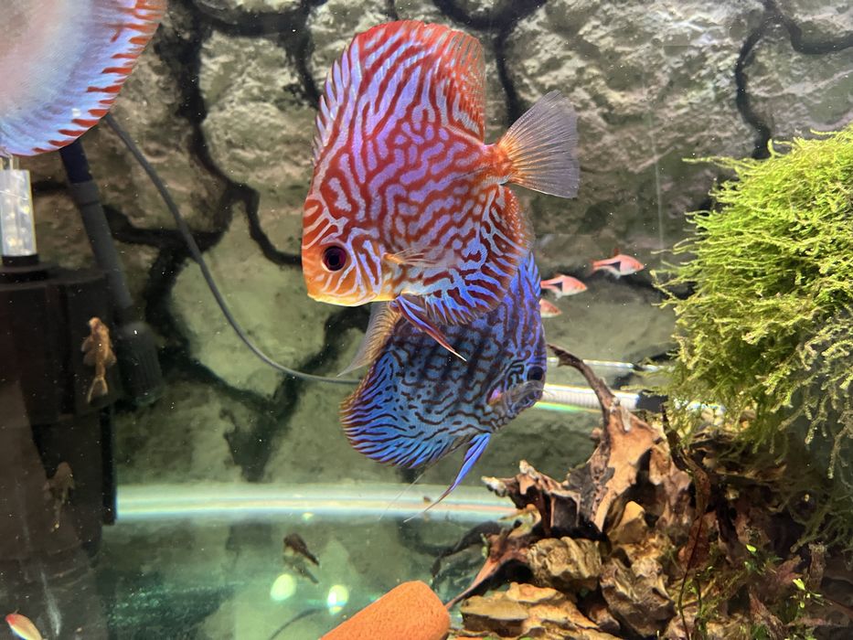 Аквариум 420 литра с метална стойка