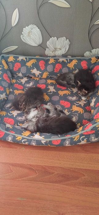 Подарявам Пухкави котета