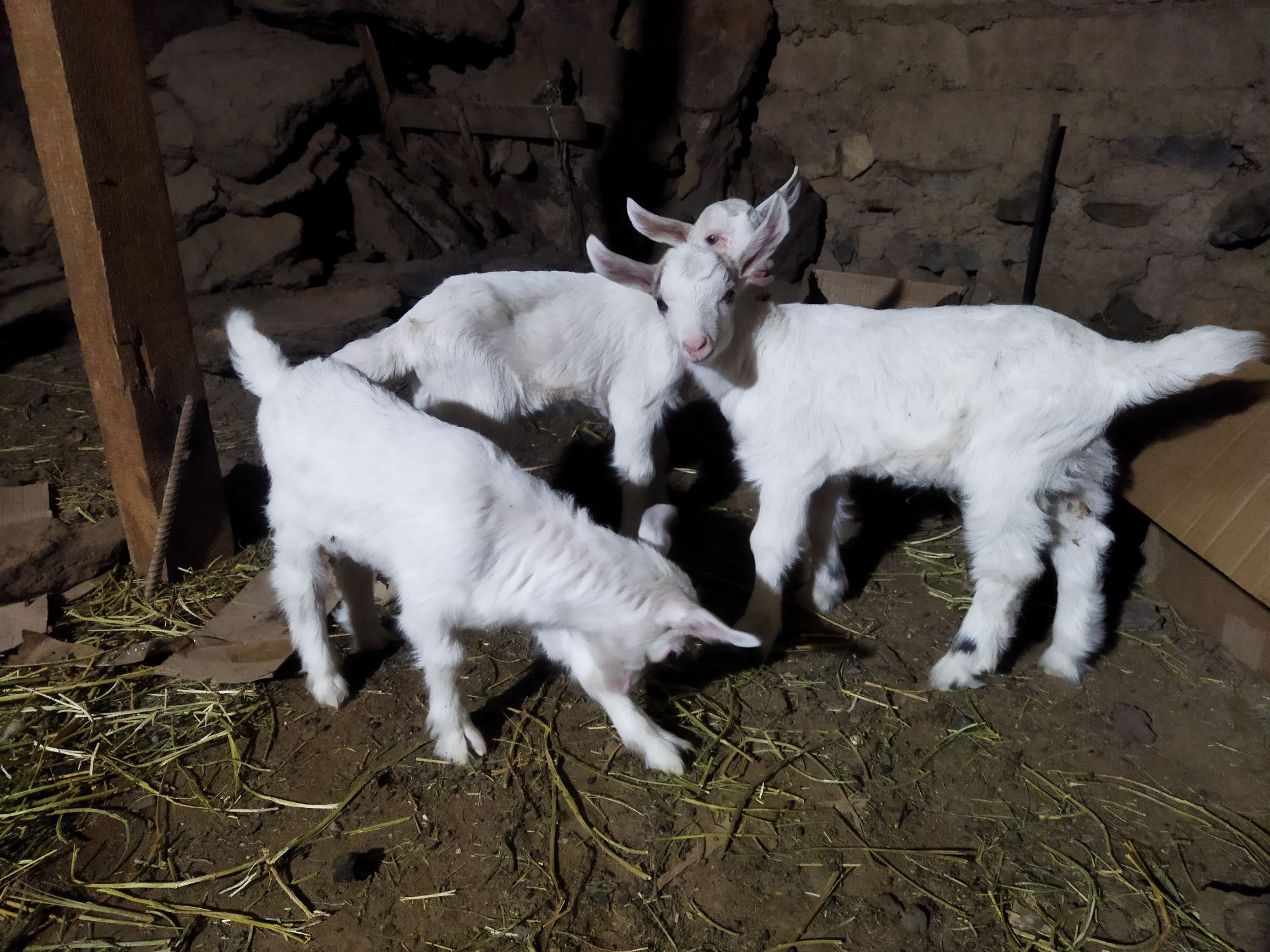 Пародалы ешкілер сатылады.3 лағымен .әкесі таза қанды зенен