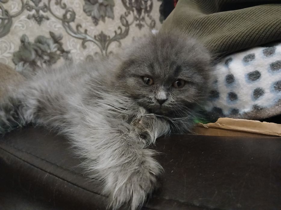 Британский котёнок мальчик