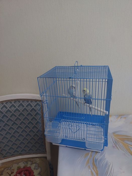 Попугаичики клетка, корм, минералы