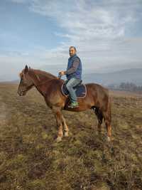 Cal de tracțiune,pădure, călărie .