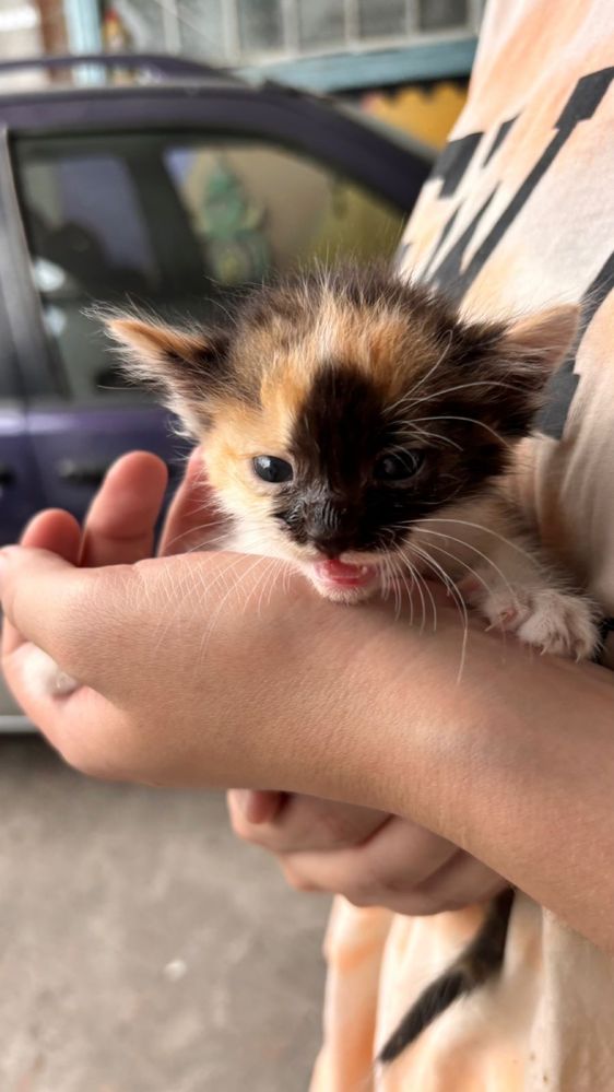 Котята ищут хозяев