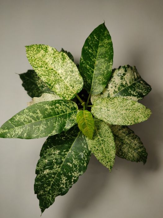 Фикус ( комнатное растение)