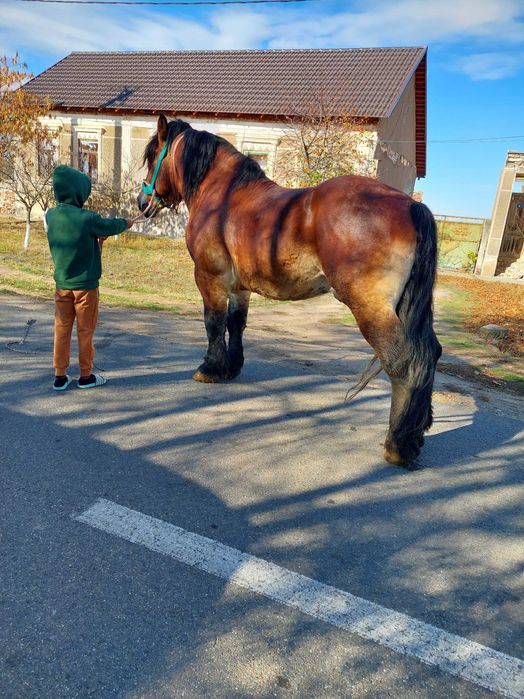 Harmasar foarte bland